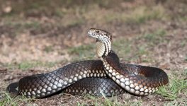 copperhead_odd_01.jpg