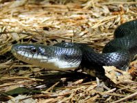 black-racer_false.jpg