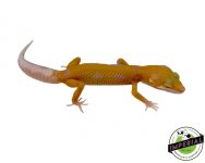aptor-leopard-gecko-for-sale.jpg