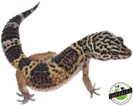 black-knight-leopard-gecko.jpg