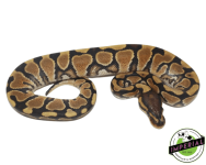 yellowbelly-ball-python-for-sale_960x.png