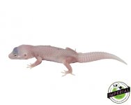 diablo-blanco-leopard-gecko-for-sale.jpg