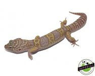 mack-snow-albino-leopard-gecko-for-sale_82682f2e-9d83-4295-931c-5df563e7693b.jpg