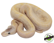 Super-Pastel-Blackhead-GHI-Champagne-ball-python-for-sale_960x.png