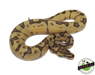 enchi-ghost-ball-python-for-sale_960x (1).png