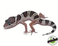 mack-snow-leopard-gecko-for-sale.jpg