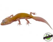raptor-leopard-gecko-for-sale.jpg