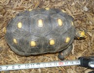1FTapedFauna.jpg
