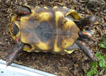 1FRPFauna.jpg