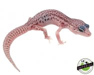 super-snow-leopard-gecko-for-sale.jpg