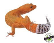 L20-167-OG-tangerine-leopard-gecko-for-sale.jpg
