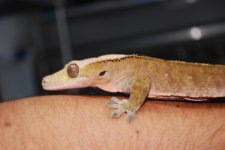 DSC_0009.jpg