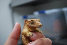 DSC_0091.jpg