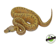 lemon-blast-ghost-ball-python-for-sale_960x (1).png