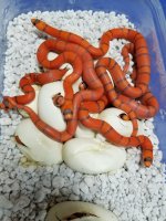extreme hypo clutch.jpg
