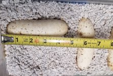 ruthveni eggs.jpg