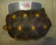 1LadyWeighed.jpg