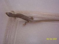 Great Plains Skink #07032703F Pic 3.jpg