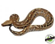 red-blood-python-for-sale (1).jpg