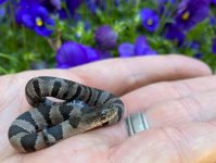 Midland Water Snake_3116.jpg