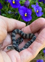 Midland Water Snake_3107.jpg
