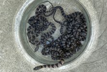 Midland Water Snakes_3105.jpg