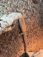 thumbnail (10).jpg