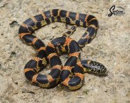 Lampropeltis_getula_floridana-getula_PinellasFL_male_SWB12-NMPW3_NMPW6_9-23-21_A1_logo_web.JPG