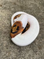pied33.jpg