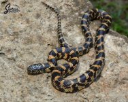 Lampropeltis_getula_floridana-getula_PinellasFL_Wideband_male_WS6-NMPW3-NMP1_9-24-21_A1_logo_web.JPG