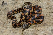 Lampropeltis_getula_floridana-getula_PinellasFL_Wideband_female_WS3-NMPW3-NMP1_10-15-21_A3_logo_.JPG