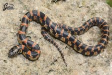 Lampropeltis_getula_floridana-getula_PinellasFL_Wideband_female_WS1-NMPW3-NMP1_9-23-21_A1_logo_w.JPG