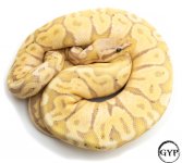 BananaBallF1 (1 of 1).jpg