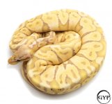 BananaBallF2 (1 of 1).jpg