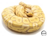 BananaBallF3 (1 of 1).jpg