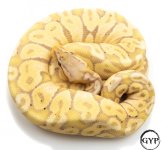 BananaBallF4 (1 of 1).jpg