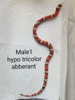 Male1TricolorAbber.jpg