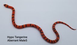 Male5TangAbber..jpg