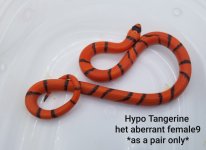 Female9TangAbber.jpg