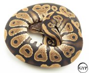 MahoganyBallM1 (1 of 1).jpg