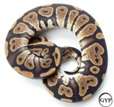 MahoganyBallM2 (1 of 1).jpg