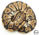 MahoganyBallM4 (1 of 1).jpg