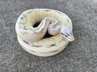superpastelsuperstripe.jpg