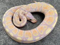 bananafemale.jpg