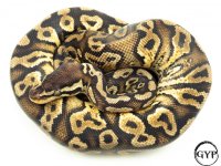 PastelYellowBellyM2 (1 of 1).jpg