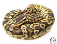 PastelYellowBellyM3 (1 of 1).jpg