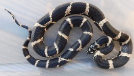 20 Male Mosaic 18%22 .jpg