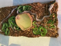 Red Tail Green Rat .jpg