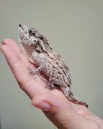 Anole2.jpg Anole2.jpg