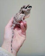 Anole.jpg Anole.jpg